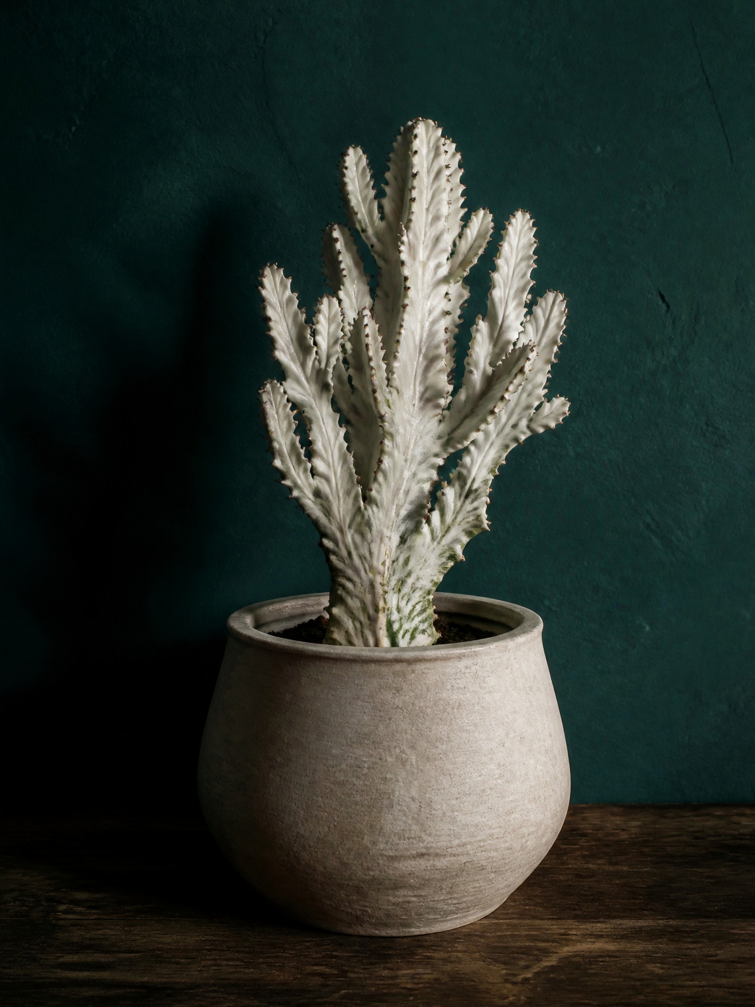 A sculptural Euphorbia lactea 'White Ghost' with bone-white ridged stems in a large off-white stoneware pot against a deep teal plaster wall