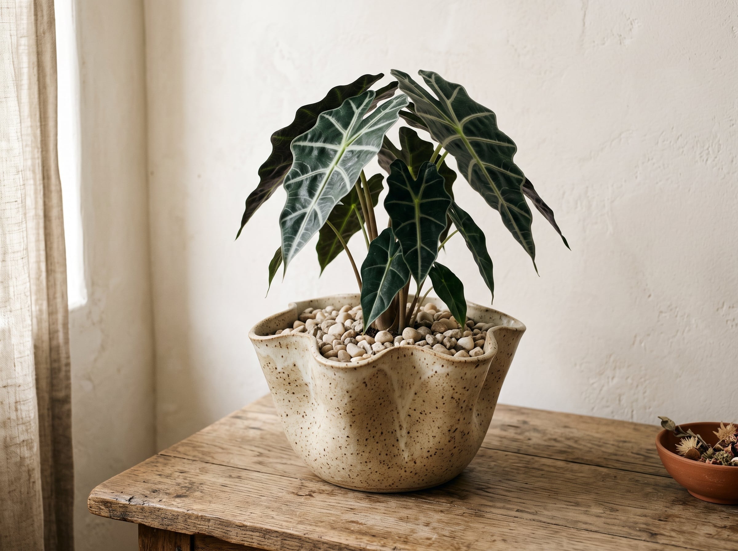 An Alocasia with patterned leaves growing in a sculptural wave-rimmed stoneware pot, topped with pale gravel